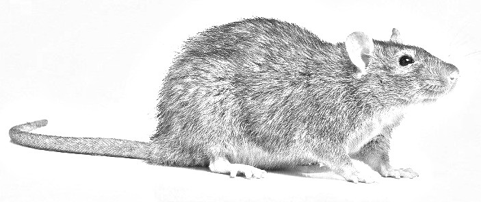 Image of a brown rat (Rattus novergicus)