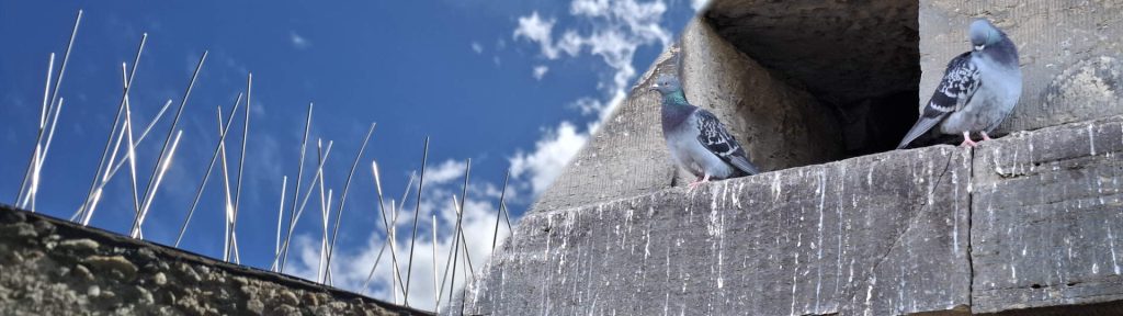 Split Image of some steel bird spikes and two pigeons